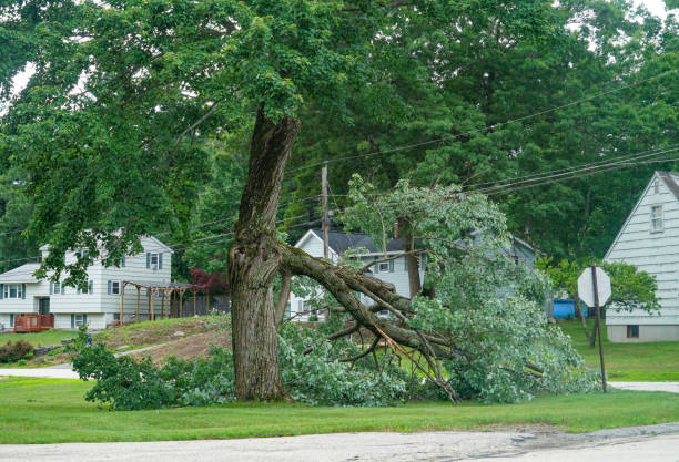 Best Hazardous Tree Removal  in Glenwood, GA